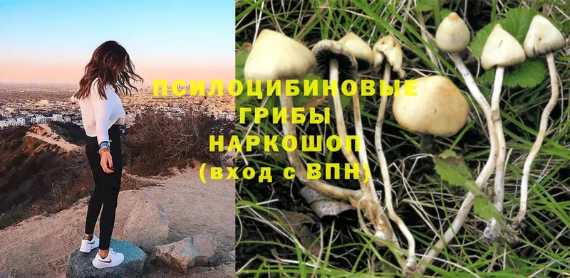 Псилоцибиновые грибы Psilocybe  Барабинск 